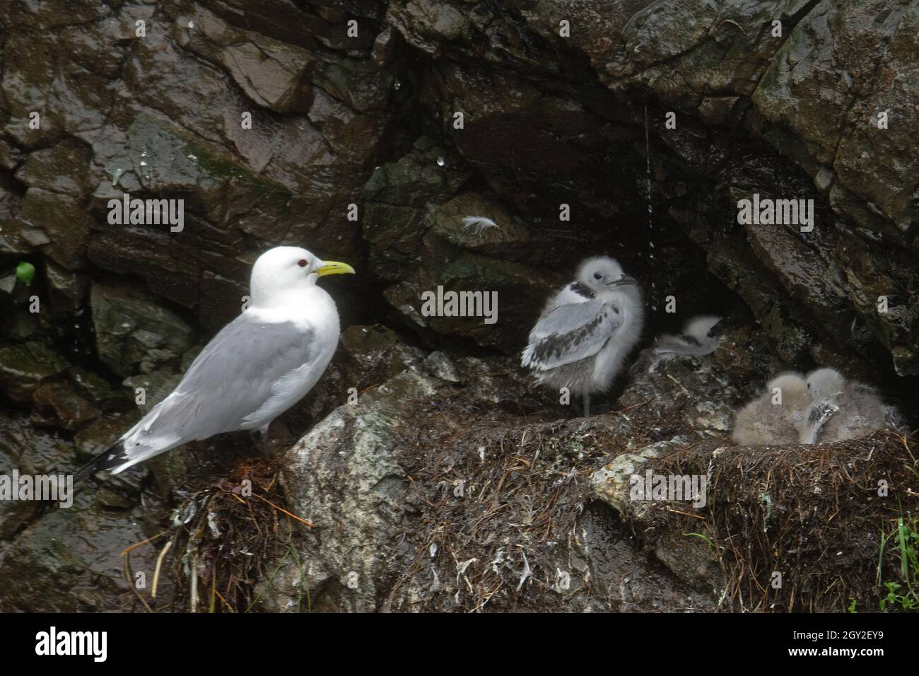 Glaucous wnged gulls, Larus glaucescens, with chicks in a nest, Cheval Island, Kenai Fjords National Park, Alaska, USA Stock Photo