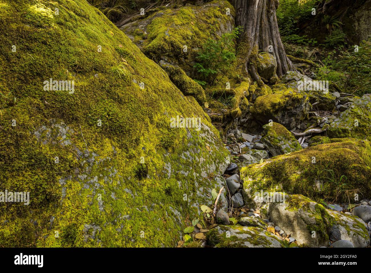 Moss-covered rocks along the North Fork Skokomish River at Staircase in Olympic National Park, Washington State, USA Stock Photo