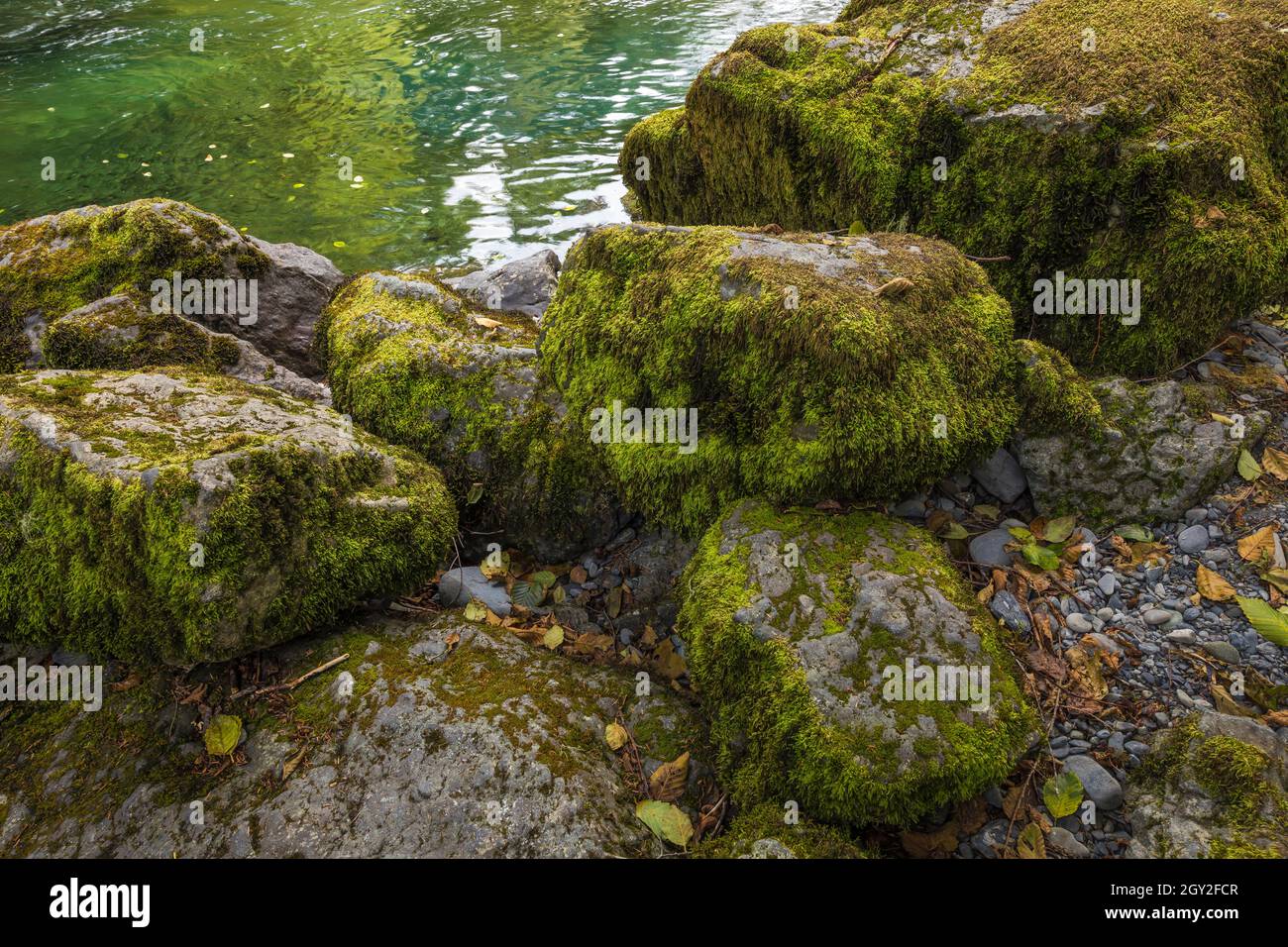 Mosscovered rocks along the North Fork Skokomish River at Staircase in