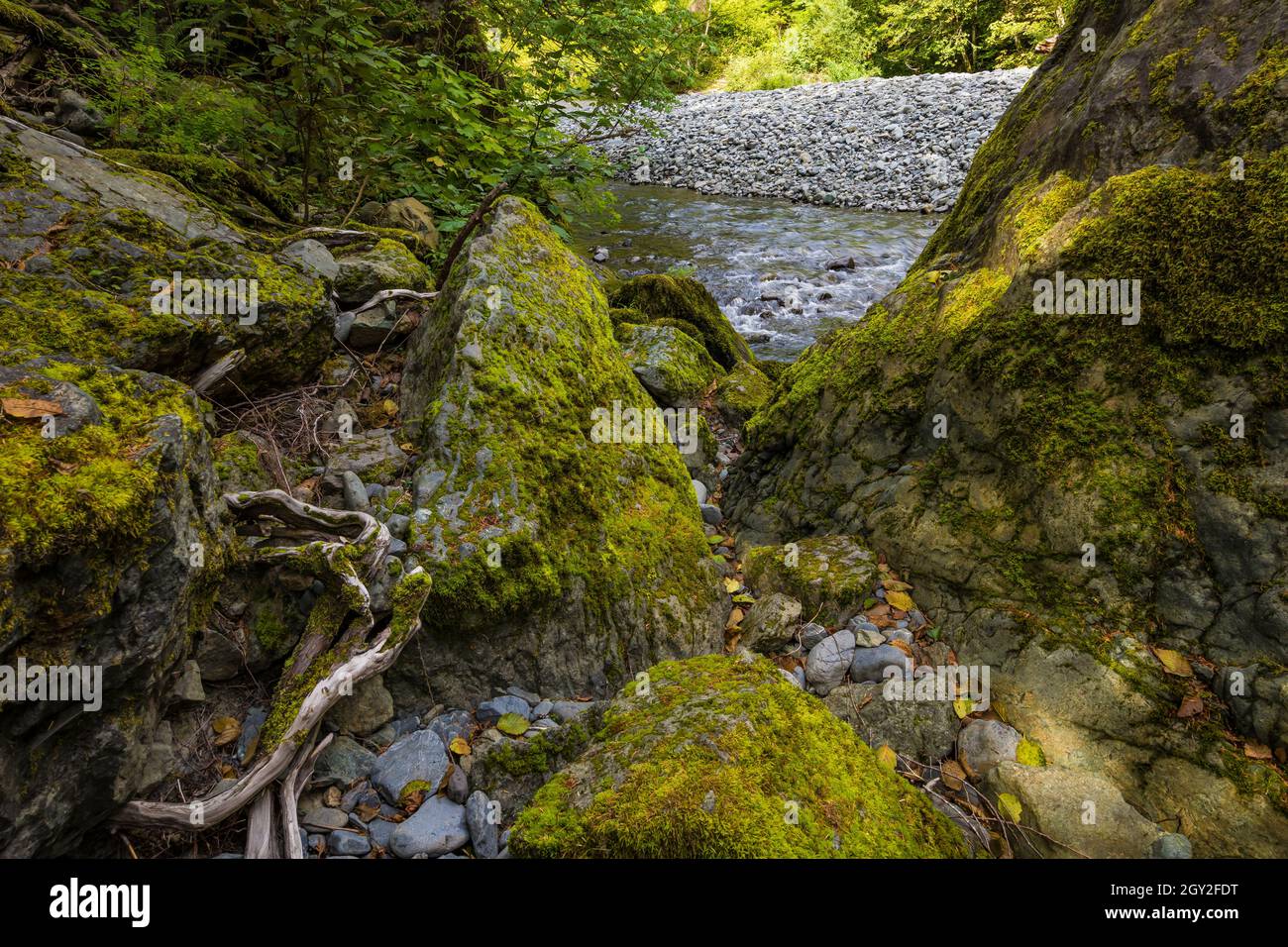 Moss-covered rocks along the North Fork Skokomish River at Staircase in Olympic National Park, Washington State, USA Stock Photo