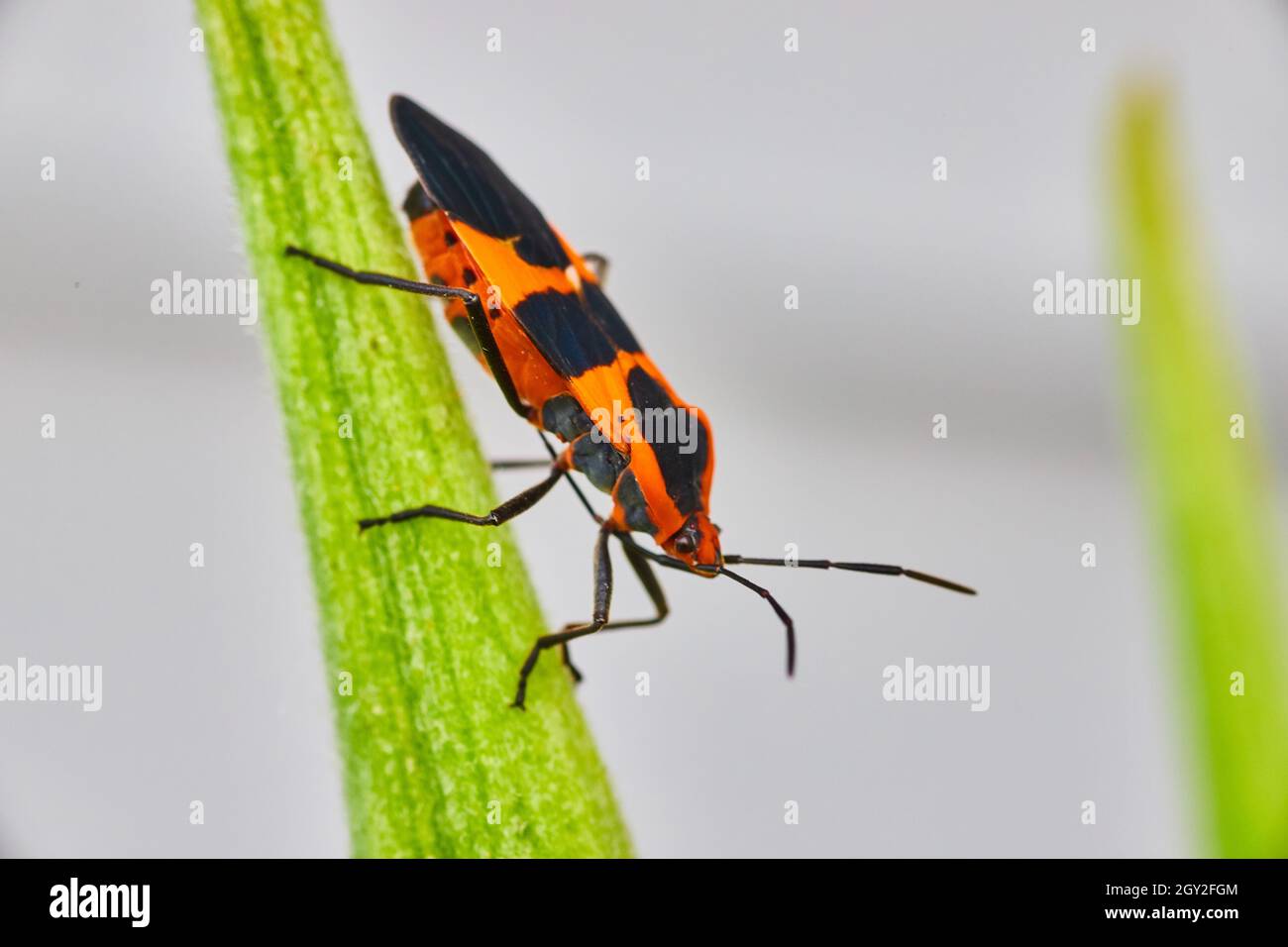 Milkweed seed bug orange and black spots on green leaf Stock Photo
