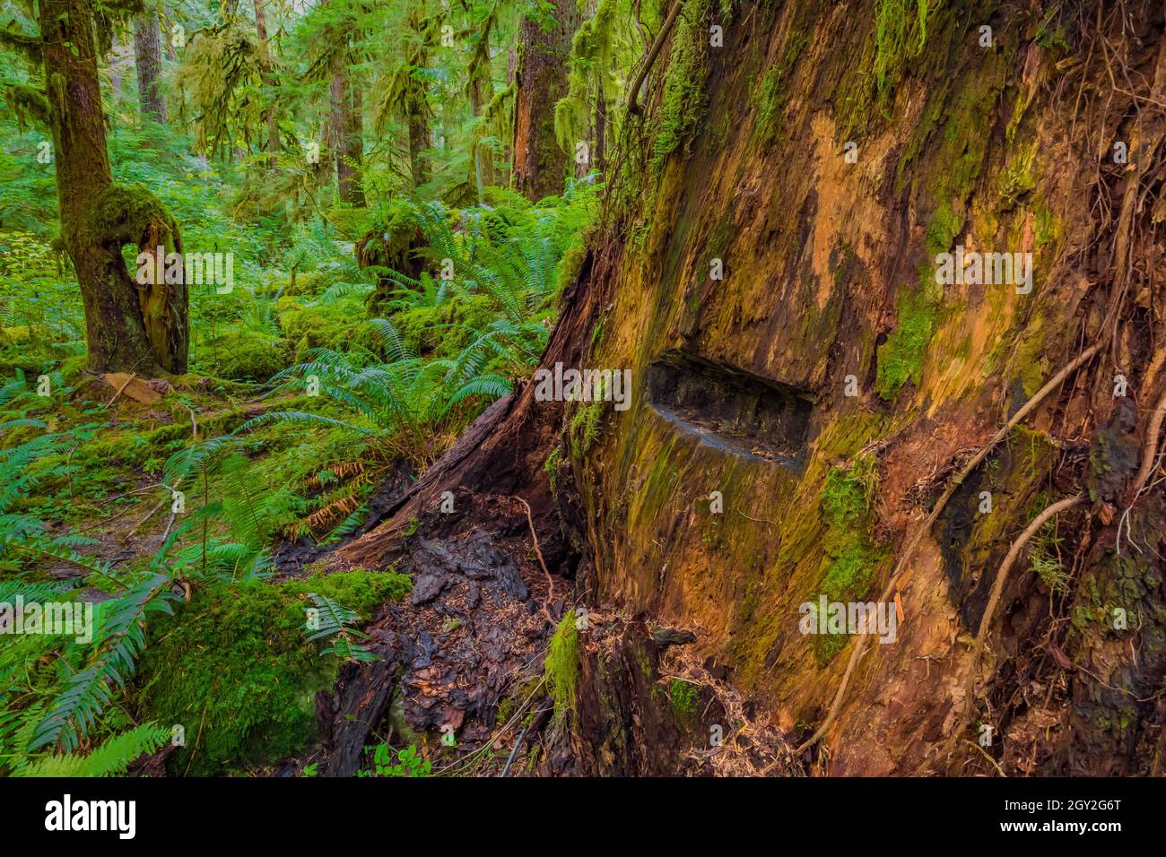 Springboard Notch cut by loggers generations ago for felling this conifer at Staircase in Olympic National Park, Washington State, USA Stock Photo