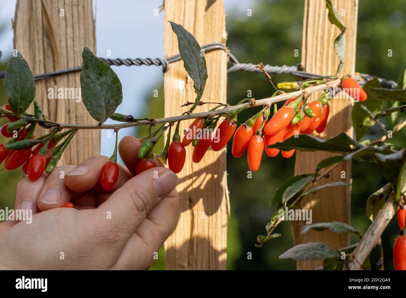 Ripe Goji berries plant branch. Lycium barbarum Stock Photo
