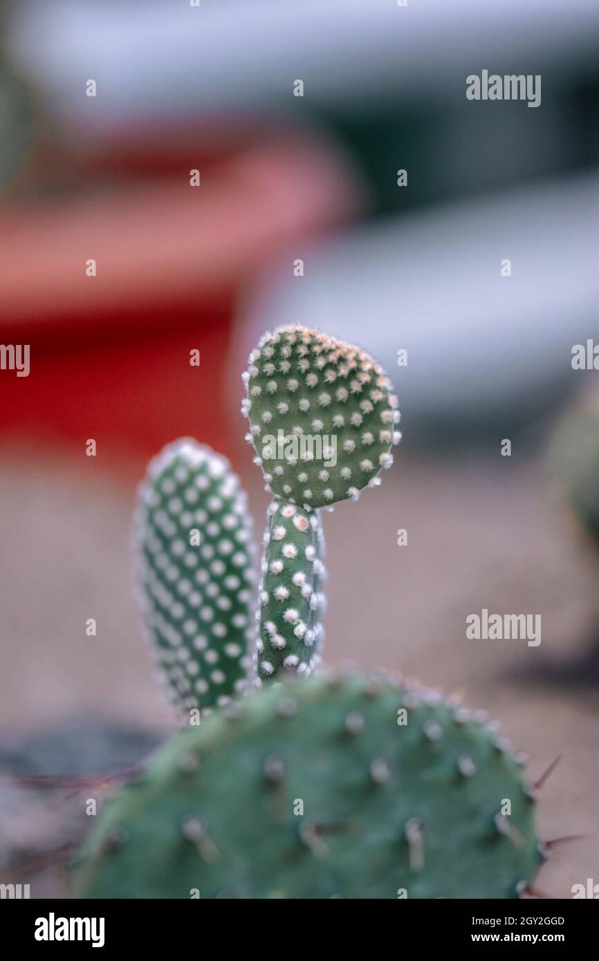 Closeup of Opuntia microdasys cactus with white glochids Stock Photo