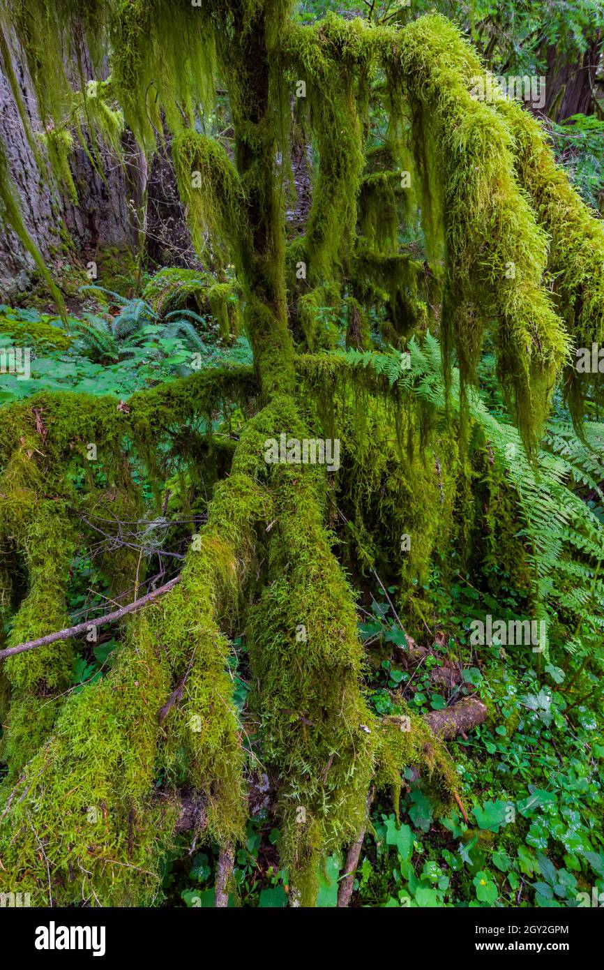 Tree branches supporting a profusion of moss in the moist forest at ...