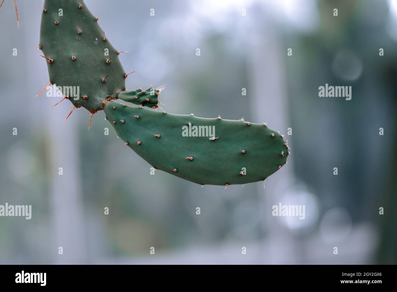 Pads of Indian fig opunita in the blurred background Stock Photo