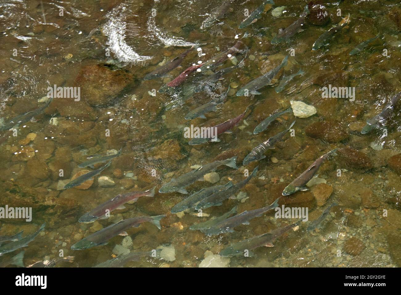 Sockeye salmon, Oncorhynchus nerka, running up in the Bear Creek, Seward, Alaska, USA Stock Photo