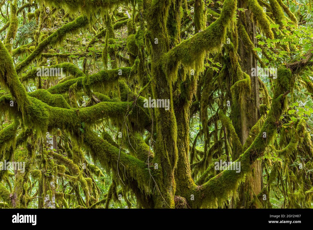 Tree branches supporting a profusion of moss in the moist forest at ...