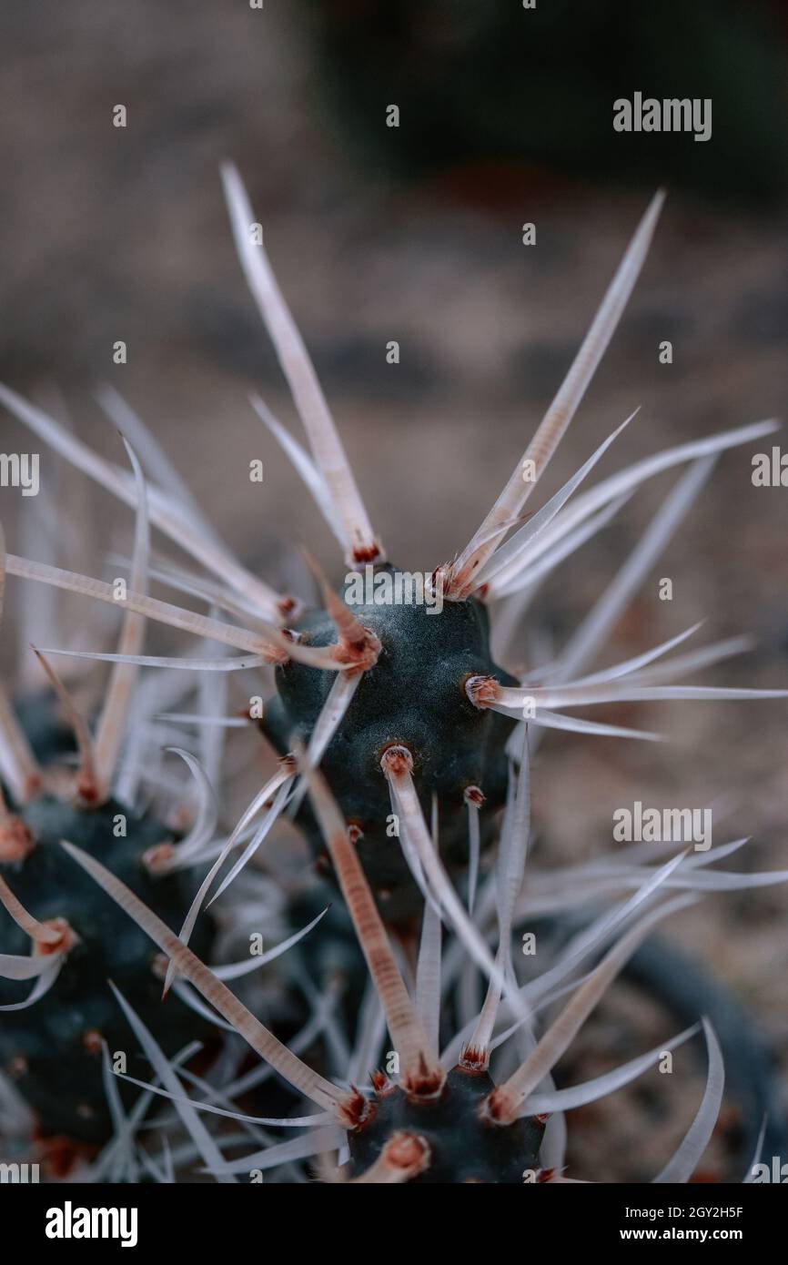 Closeup of a Tephrocactus articulatus  cactus Stock Photo