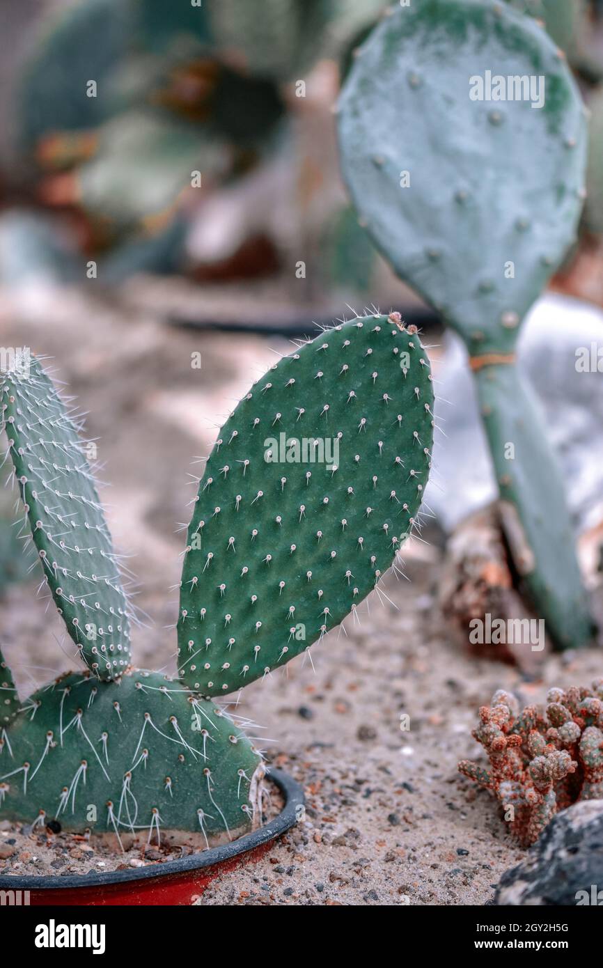Semaphore pricklypear hi-res stock photography and images - Alamy