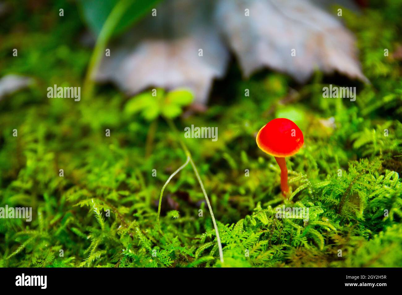 A tiny red mushroom grows in the undergrowth of a forest in front of a small log Stock Photo