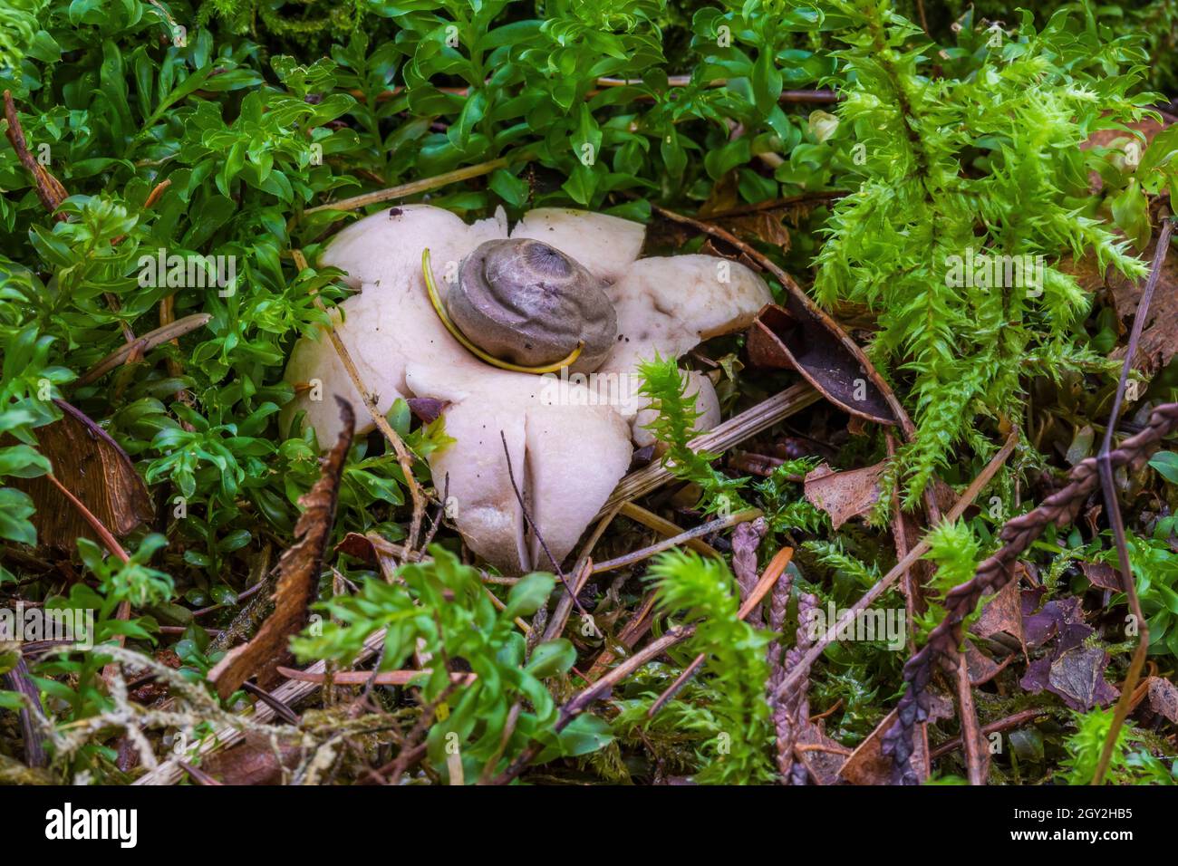 Rounded Earthstar, Geastrum saccatum, in the moist forest at Staircase in Olympic National Park, Washington State, USA Stock Photo