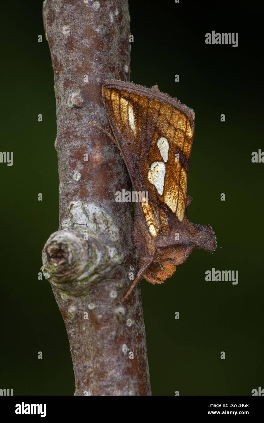 Gold spot moth (Plusia festucae) resting on an apple branch Stock Photo