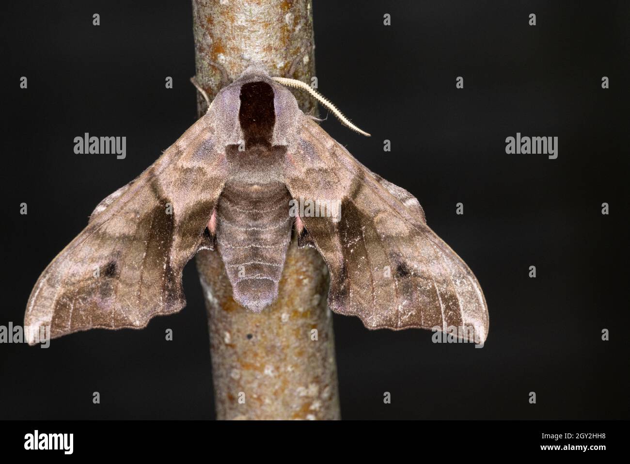 Eyed Hawk Moth (Smerinthus ocellata) resting on an apple tree branch Stock Photo