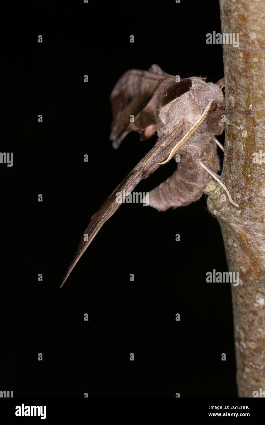 Eyed Hawk Moth (Smerinthus ocellata) resting on an apple tree branch Stock Photo
