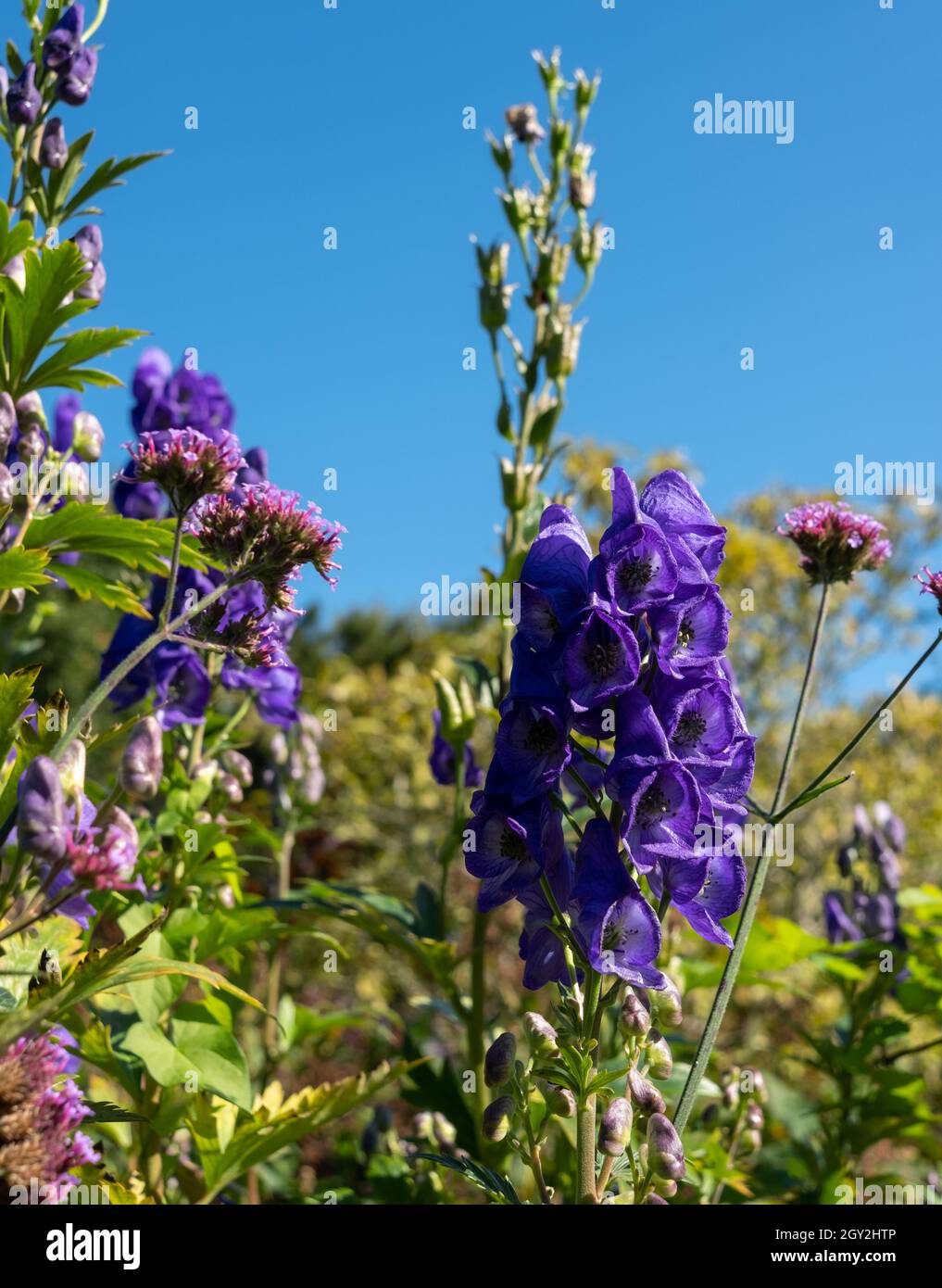 Purple Aconitum Volubile flowers, photographed in autumn in the St John's Lodge garden, located in the Inner Circle, Regent's Park, London UK Stock Photo
