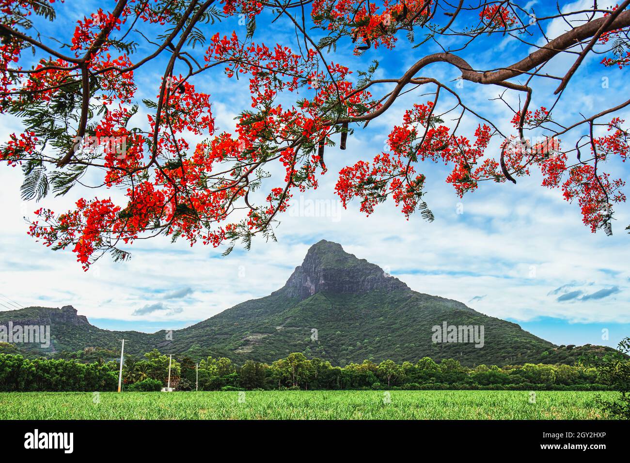 Blooming flamboyant tree with sugar cane plantations and mountain as background in Mauritius Stock Photo