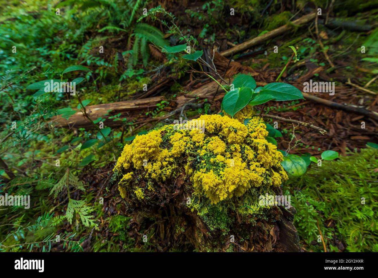 Dog Vomit Slime Mold, Fulito septica, moving along the forest floor at Staircase in Olympic National Park, Washington State, USA Stock Photo