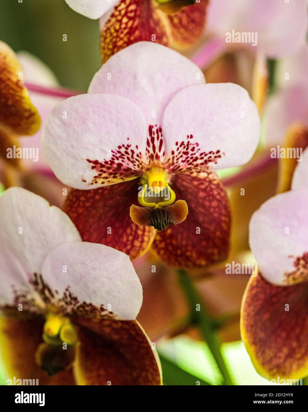 Orchid displayed at the Redlands Orchid Festival in Homestead Stock Photo