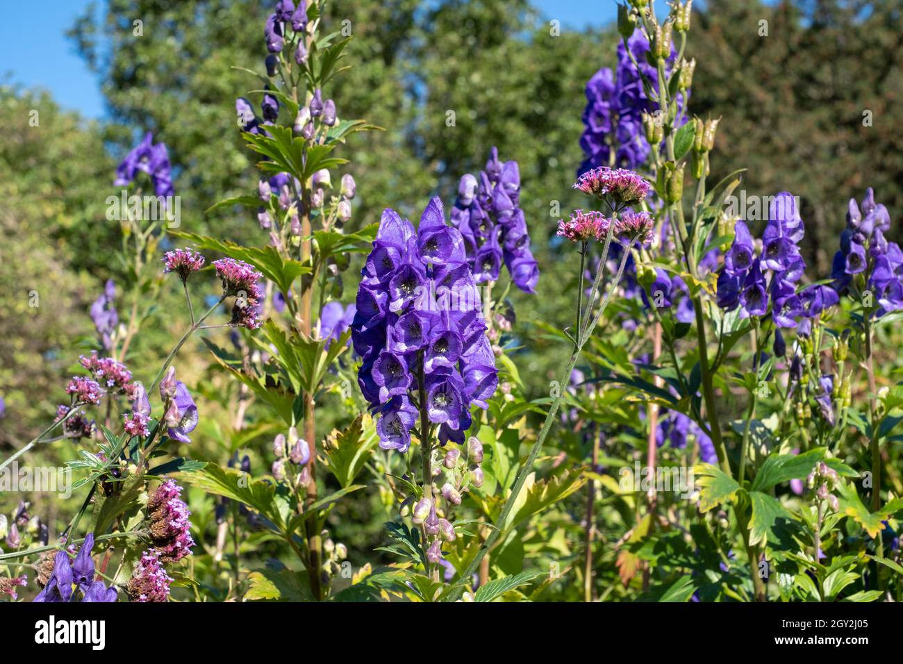 Purple Aconitum Volubile flowers, photographed in autumn in the St John's Lodge garden, located in the Inner Circle, Regent's Park, London UK Stock Photo