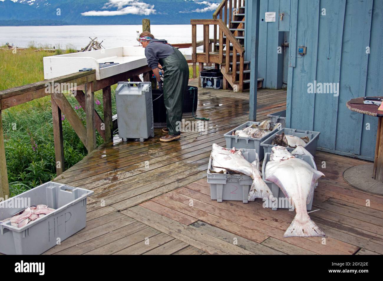 Waded woman cleans fresh halibuts, Hippoglossus stenolepis, grass Stock Photo