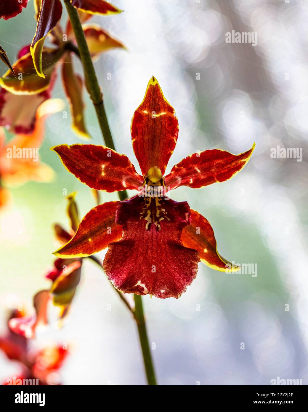 Orchid displayed at the Redlands Orchid Festival in Homestead Stock