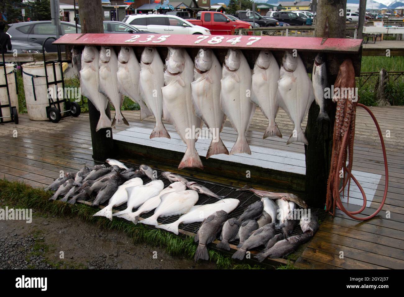 Catch of the day display with mostly Pacific halibuts, Hippoglossus