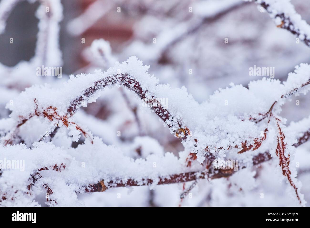Macro of snowflakes on small branches Stock Photo