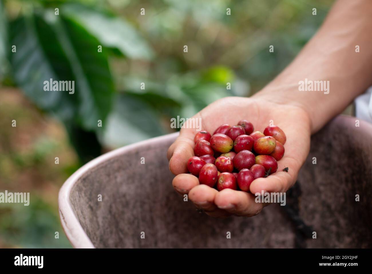 Handful of red coffee beans. Red coffee harvest. Fresh red coffee beans in hand. Cafe colombiano. High quality photo Stock Photo