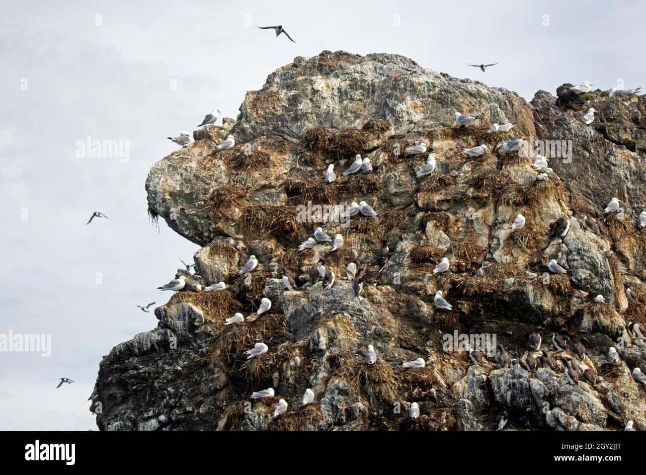 Sea bird colony, mostly of glaucous winged gulls, Larus glaucescens, Gull Island, Kachemak Bay, Alaska, USA Stock Photo