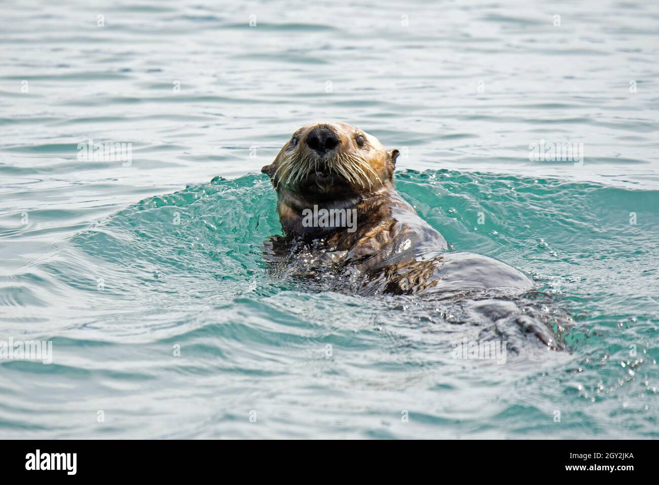 Northern sea otter, Enhydra lutris, swims on the surface of Ressurection Bay, Kenai Peninsula, Alaska, USA Stock Photo