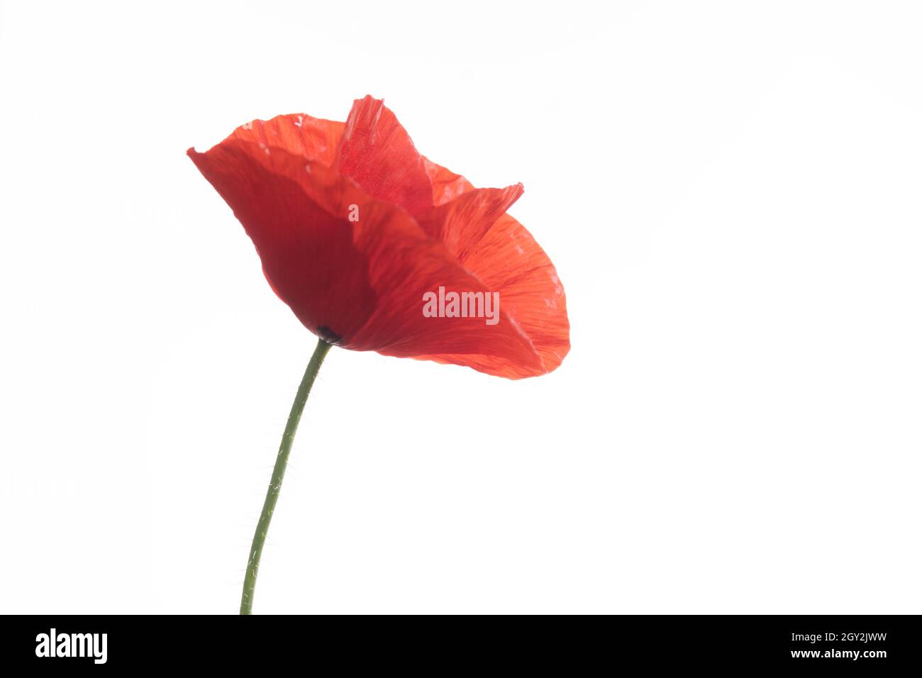 Red poppy flower isolated on white background Stock Photo