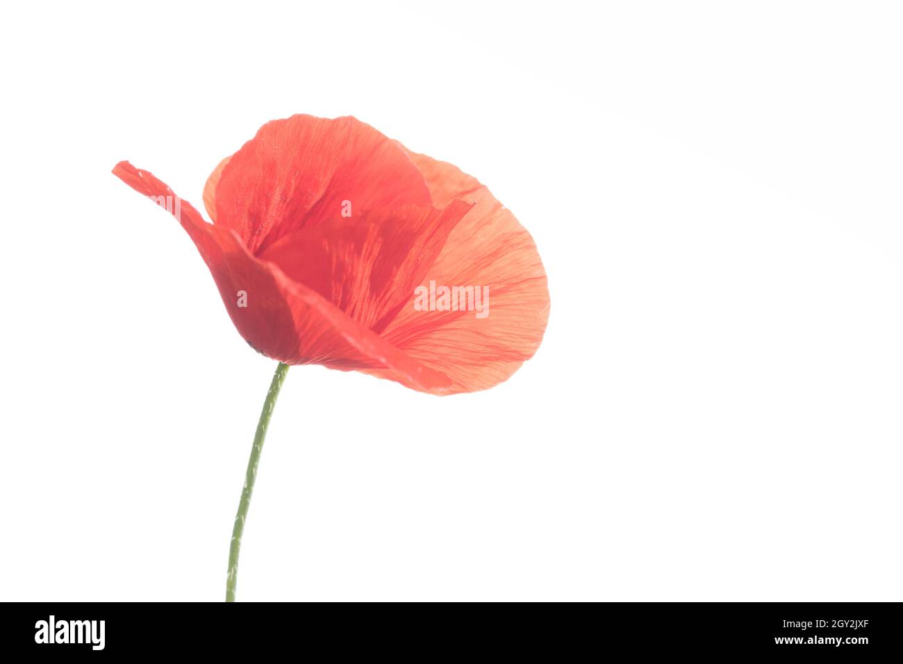 Red poppy flower isolated on white background Stock Photo