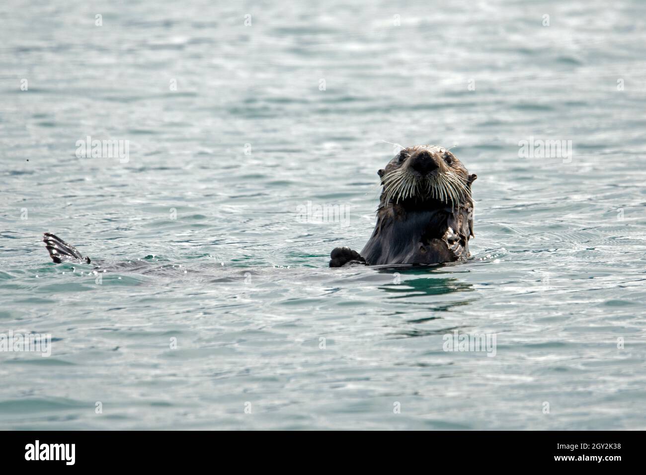 Northern sea otter, Enhydra lutris, swims on the surface of Ressurection Bay, Kenai Peninsula, Alaska, USA Stock Photo