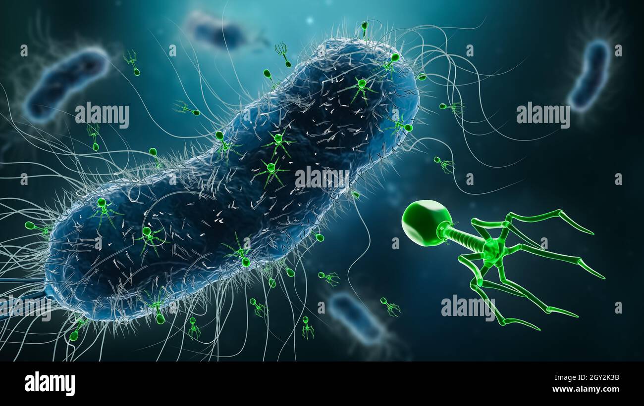 Group of phages or bacteriophages infecting bacteria 3D rendering illustration. Microbiology, science, medicine, biology, medical and healthcare conce Stock Photo