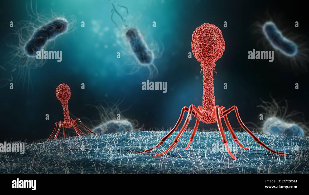 Phage infecting bacterium close-up 3D rendering illustration. Microbiology, medical, bacteriology, biology, science, healthcare, medicine, infection c Stock Photo