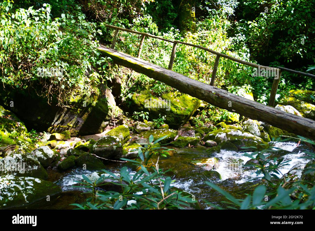 Water flows underneath a narrow wooden bridge with trees and greenery on either side Stock Photo