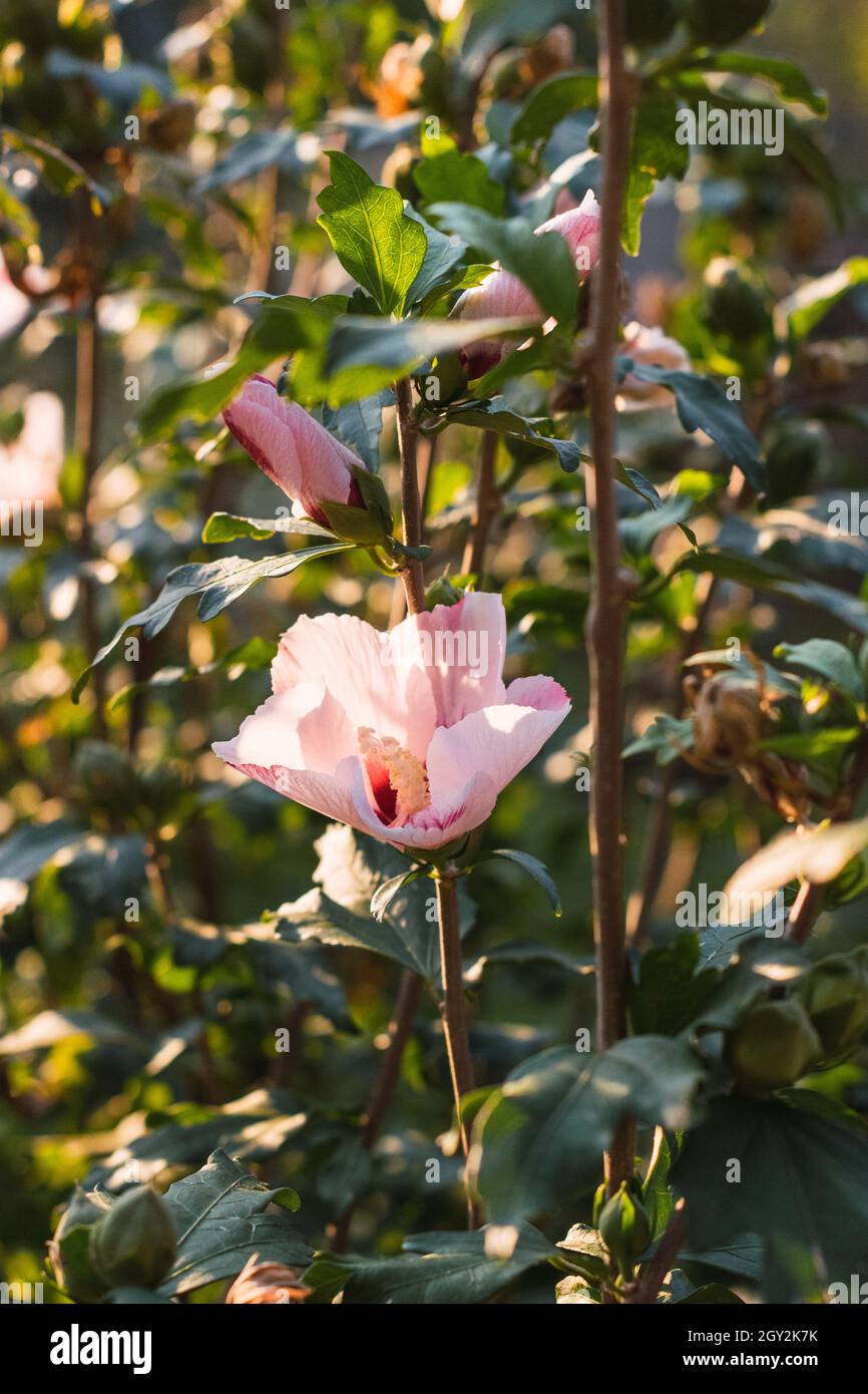 Beautiful pink flowers of hibiscus syriacus Stock Photo - Alamy