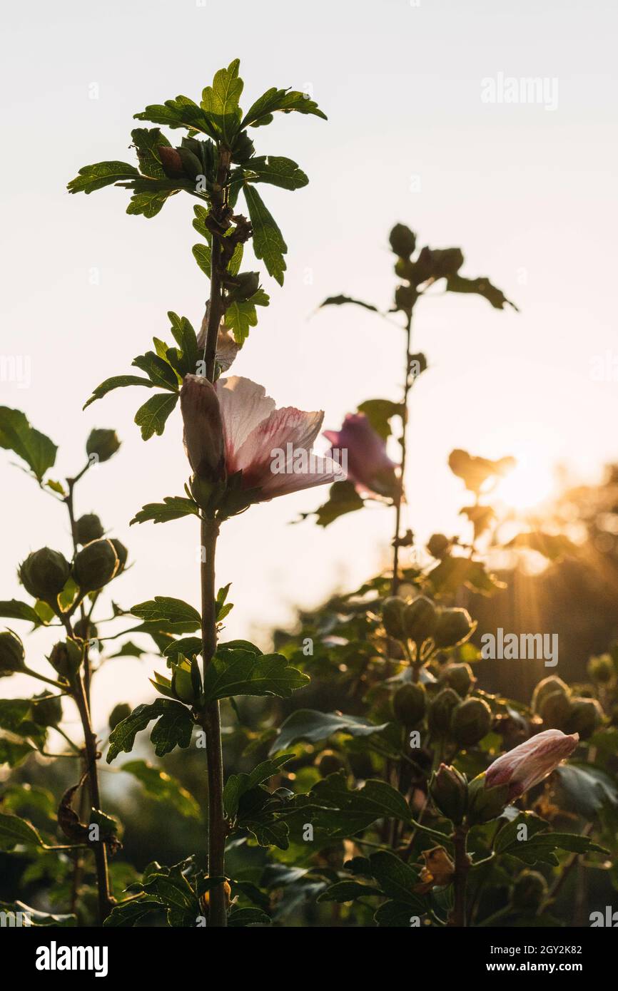Beautiful pink flowers of hibiscus syriacus Stock Photo - Alamy