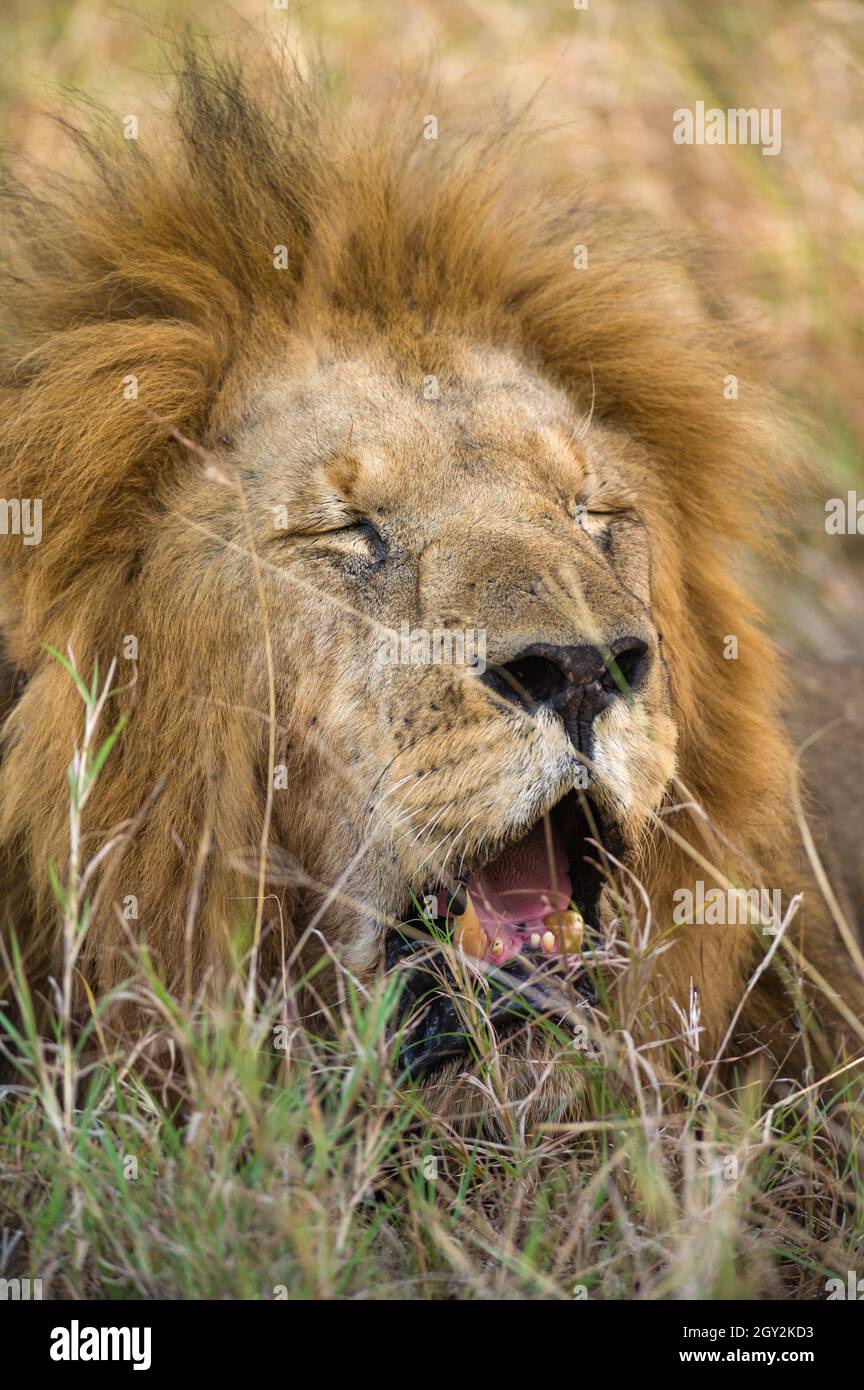 Male lion resting (panthera leo), Masai Mara National Game Park Reserve ...