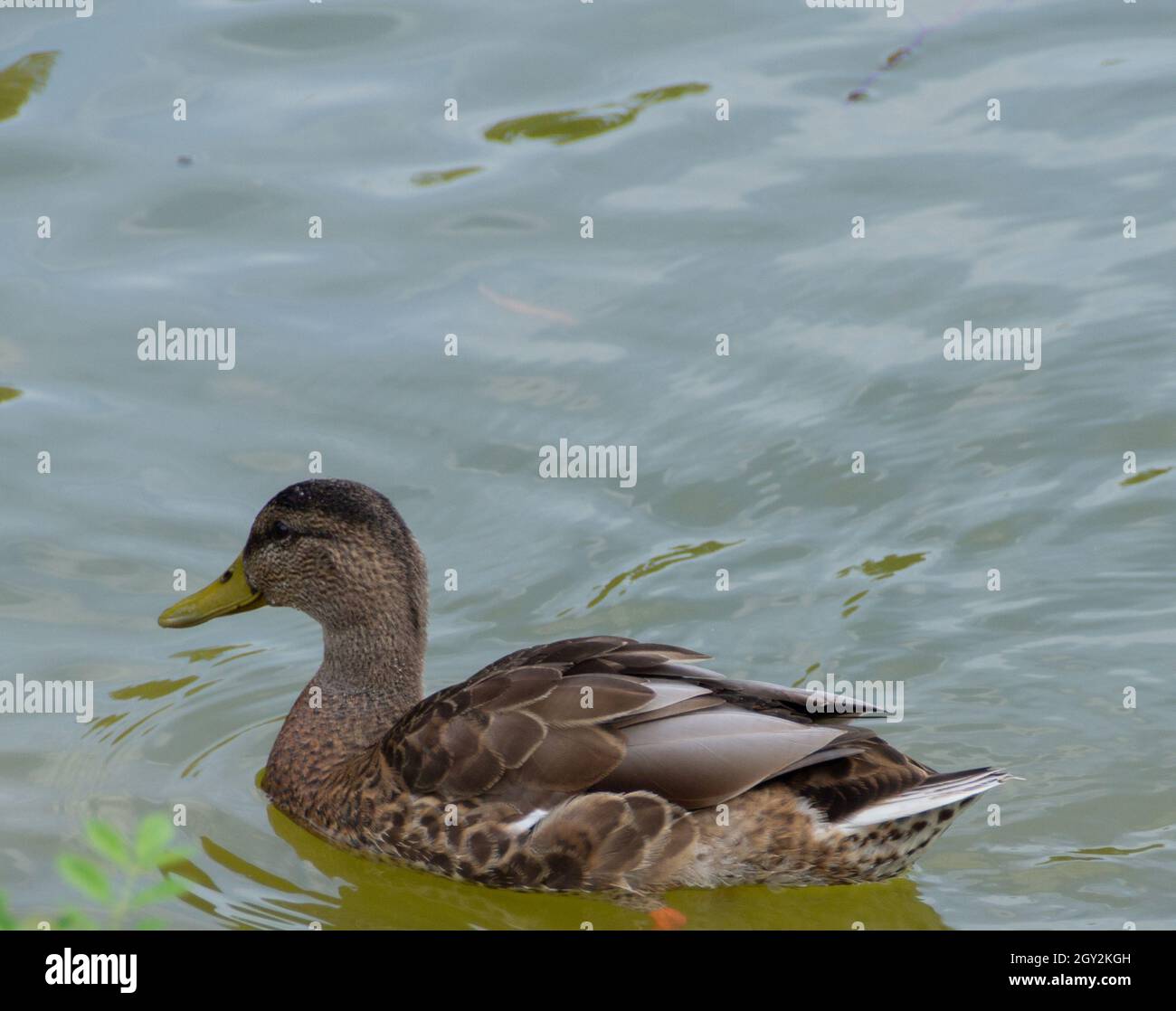 Männliche Ente im Wasser Stock Photo