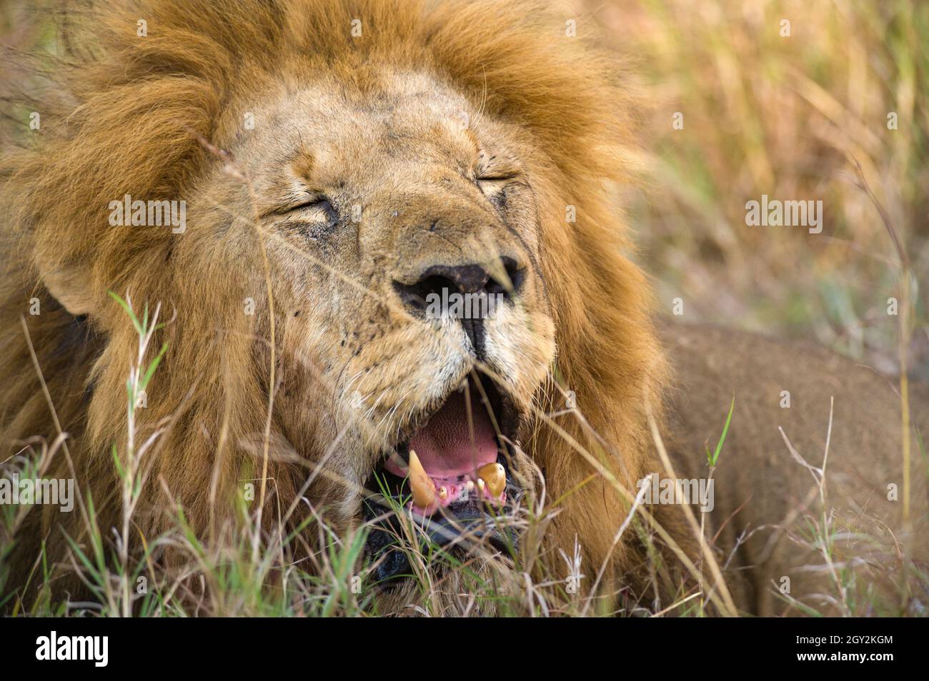 Male lion resting (panthera leo), Masai Mara National Game Park Reserve ...