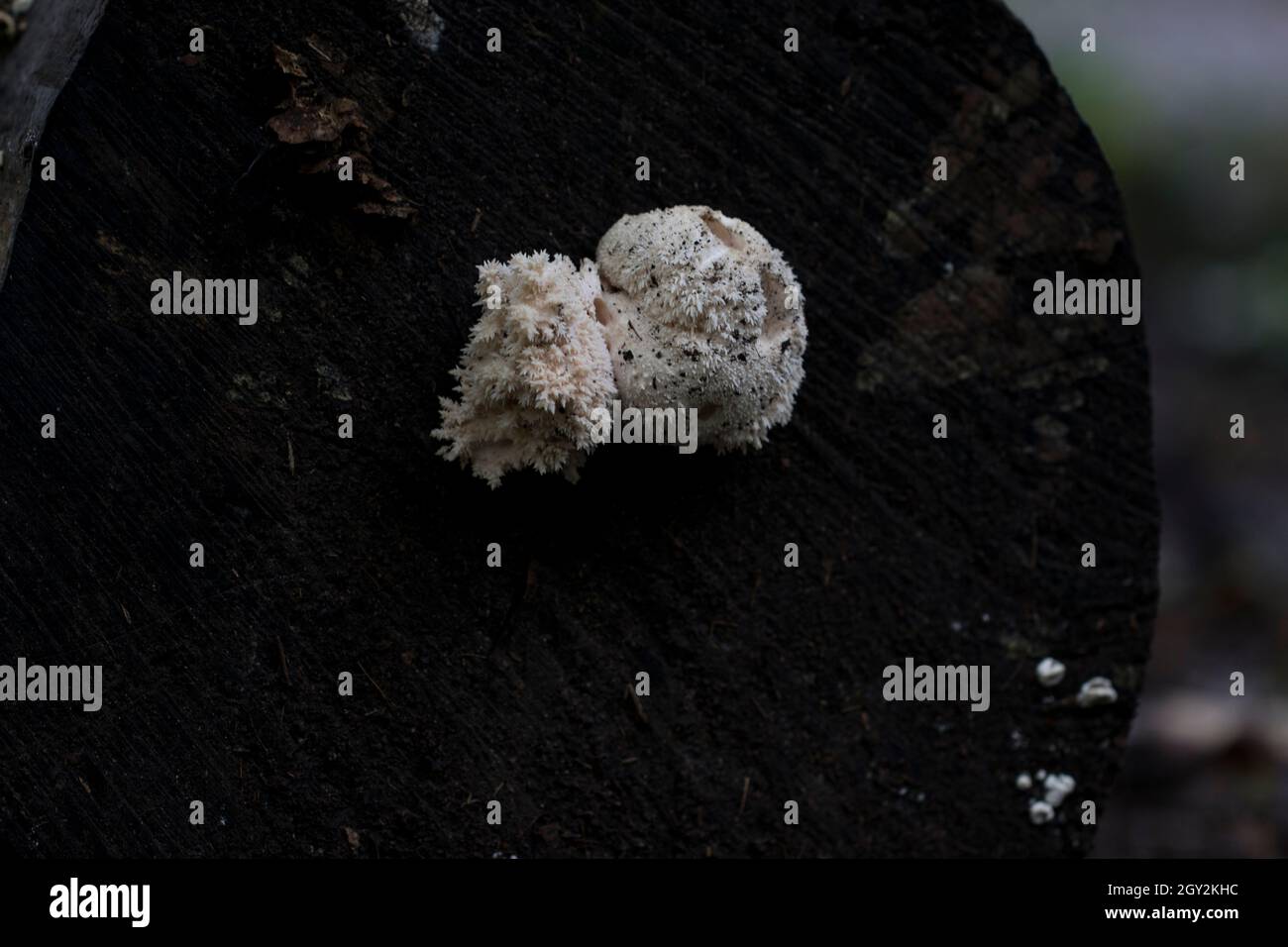 Bears head mushroom close up growing on a log. Stock Photo