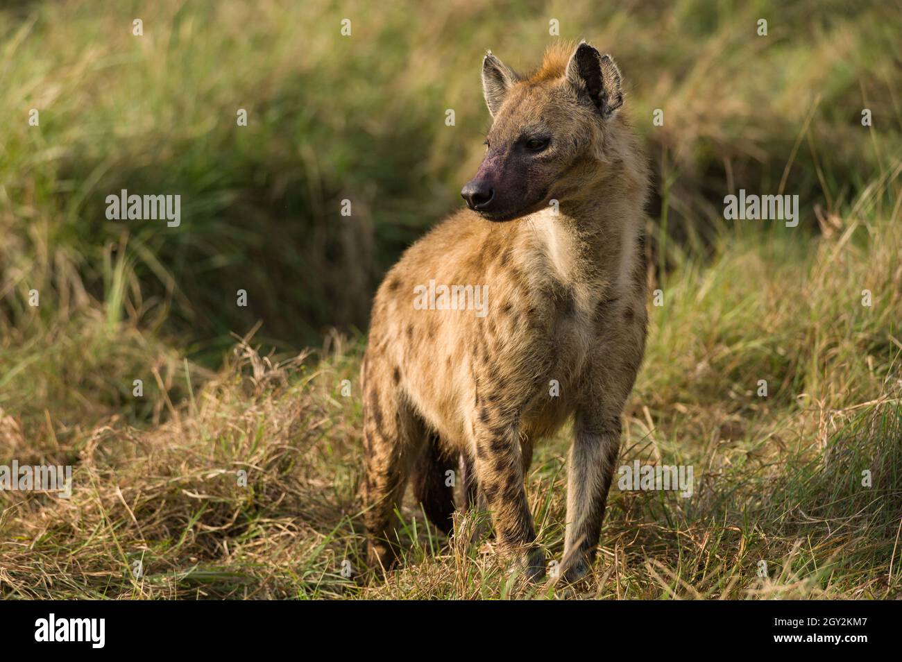 Spotted Hyena (Hyaenidae) standing looking at surroundings, Maasai Mara, Kenya Stock Photo