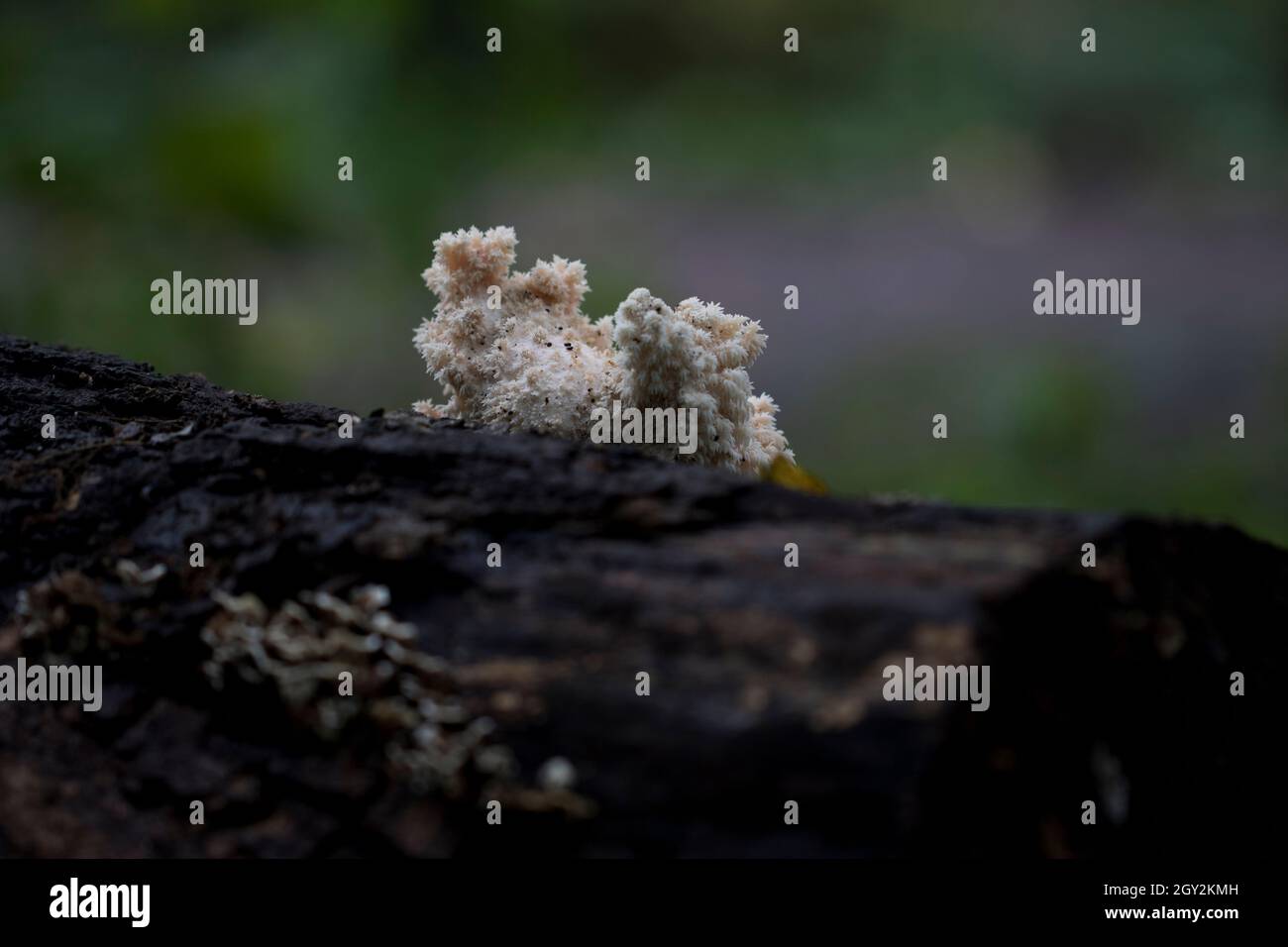 Coral mushrooms close up white fungus fruiting body on tree stump. Stock Photo