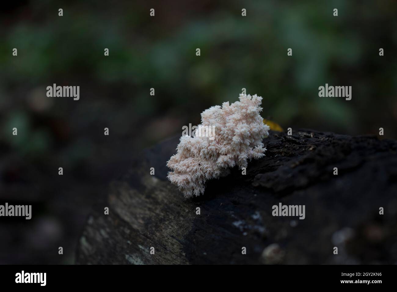 Lions mane mushroom hericium coralloides growing in the forest. Stock Photo