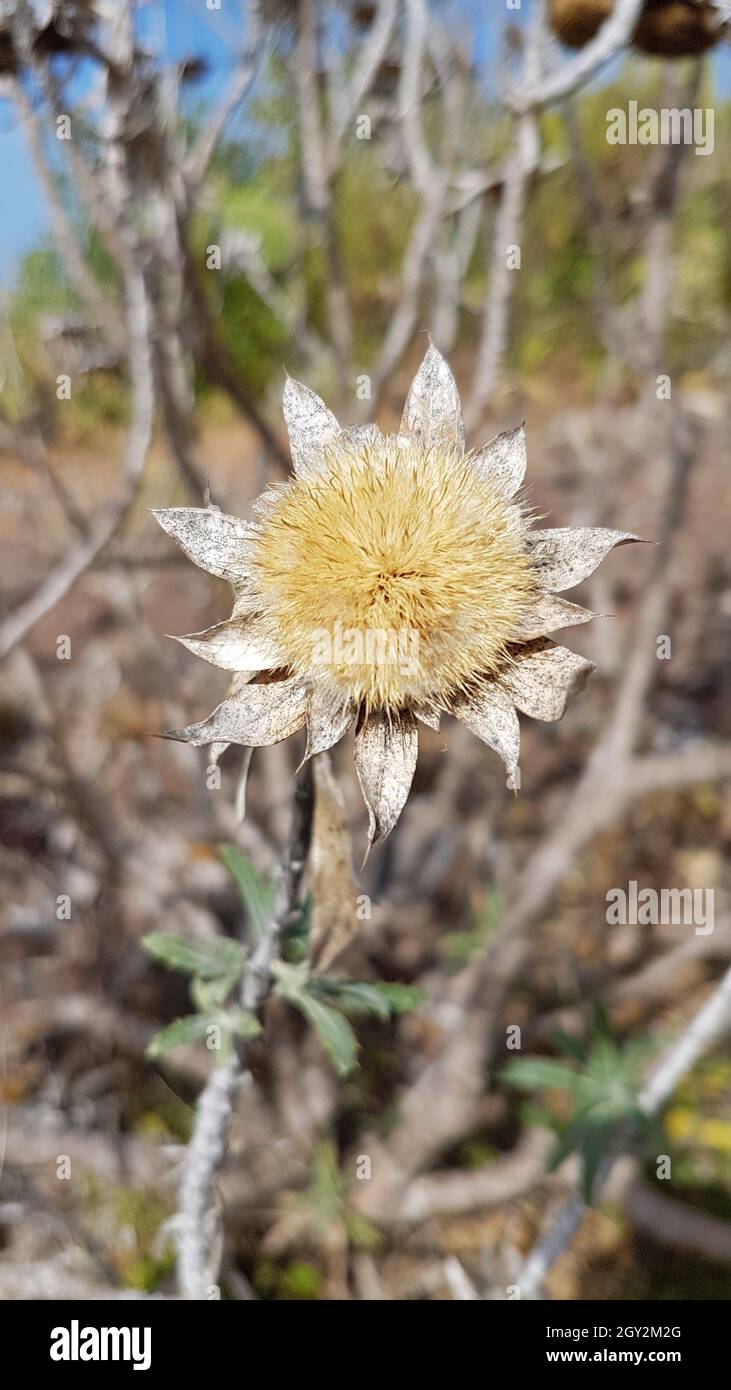 Vertical shot of Carlina Biebersteinii flower in a field Stock Photo