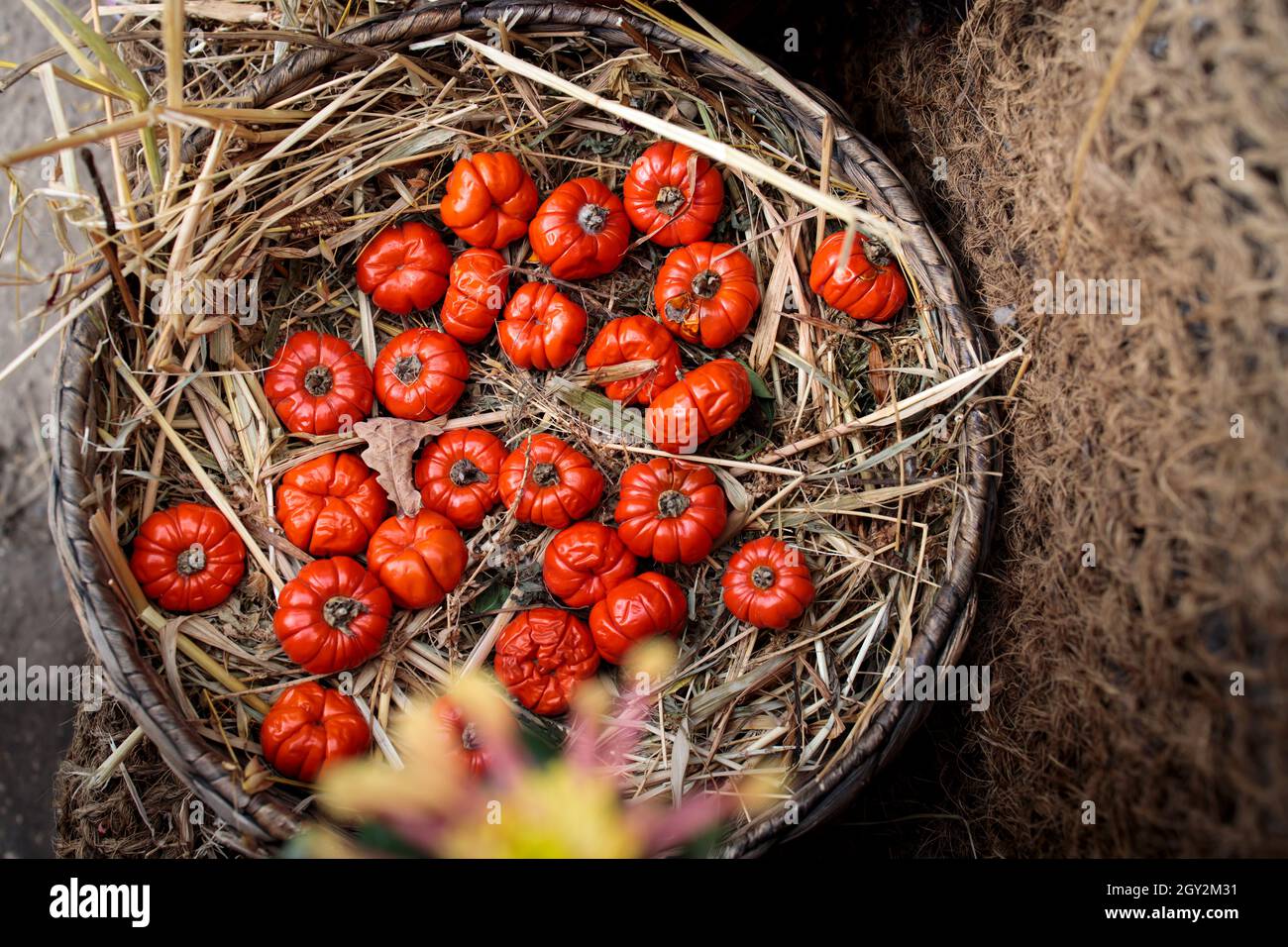 Solanum aethiopicum in a wicker basket decorate the windowsill Stock Photo