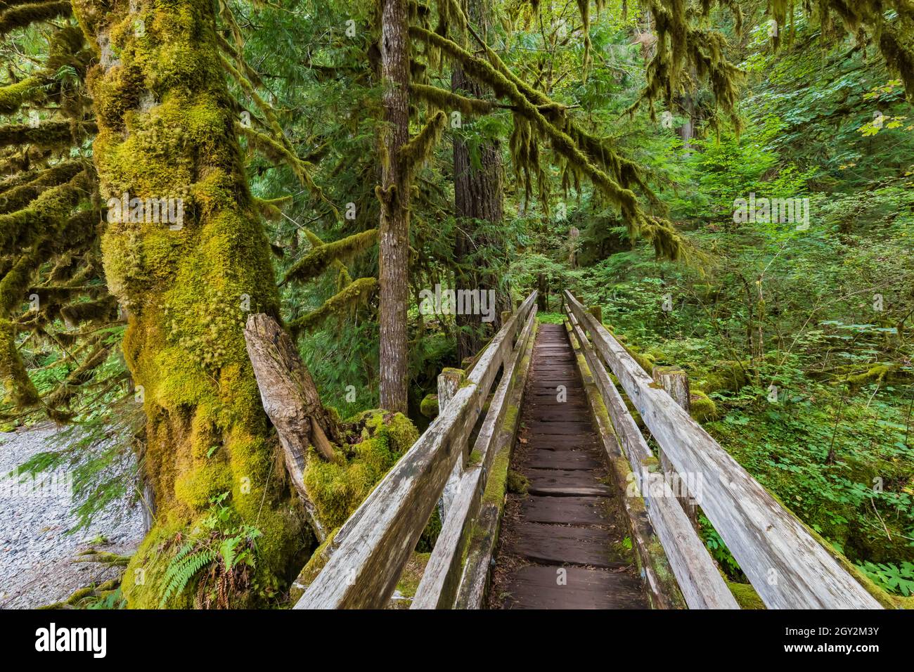 Rustic bridge over Elk Creek at Staircase in Olympic National Park, Washington State, USA Stock Photo