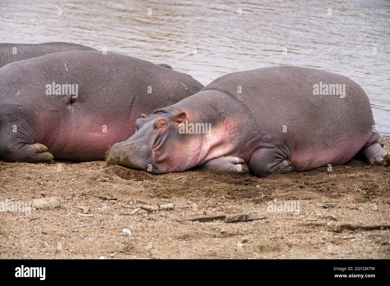 Hippo pod by river water (Hippopotamus amphibius), Maasai Mara, Kenya Stock Photo Alamy
